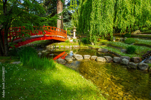Red japanese (wooden) bridge, , green grass and huge  willow tree - fantastic Rhododendons blossom  now  japanese garden of Albert Kahn museum!