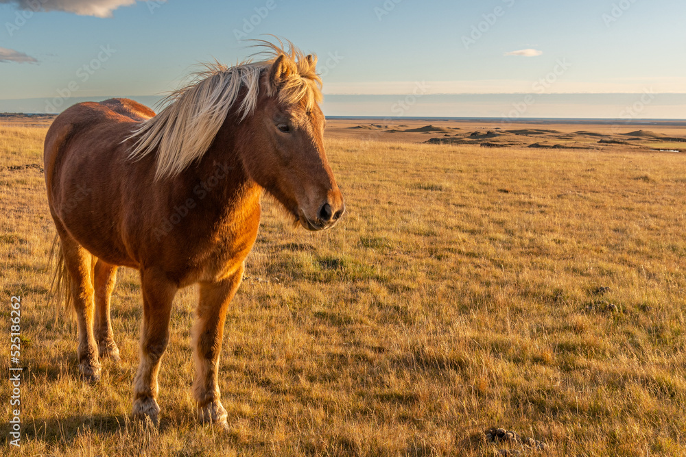 Fototapeta premium glückliche isländische Pferde auf der Wiese