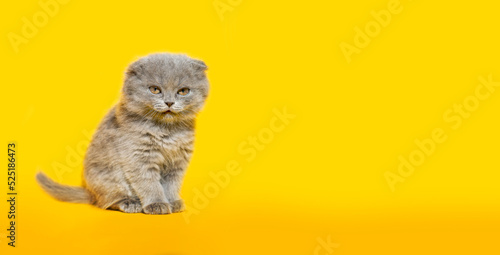 Scottish Fold cat looks into the camera on Yellow banner or background. Autumn colors