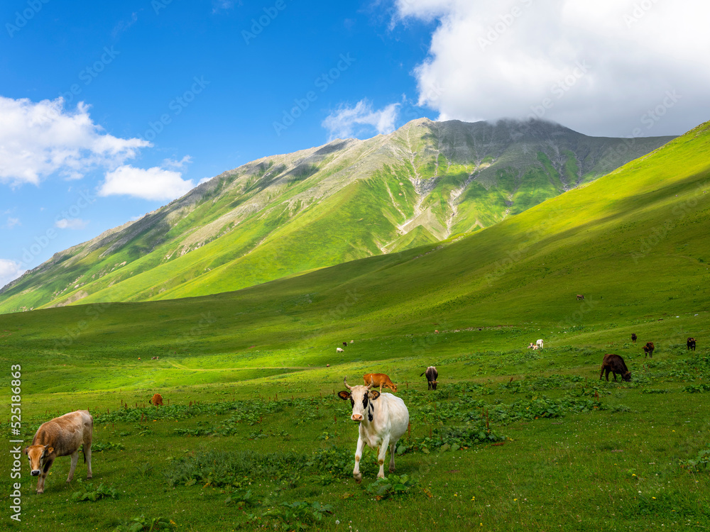 Fototapeta premium Amazing mountain landscape in Georgia on sunny summer day. Alpine green meadow in mountainous Caucasus. Idyllic valley in the Svaneti mountains.