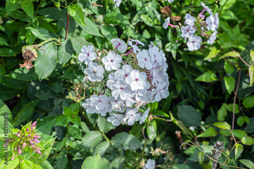 A group of blooming phlox paniculata in the garden. Paniculate phlox is a beautiful and fragrant perennial plant in the garden