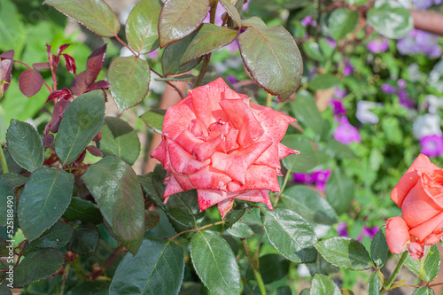 Flower Rose pinck Garden Eye Bud Blossom Blum photo