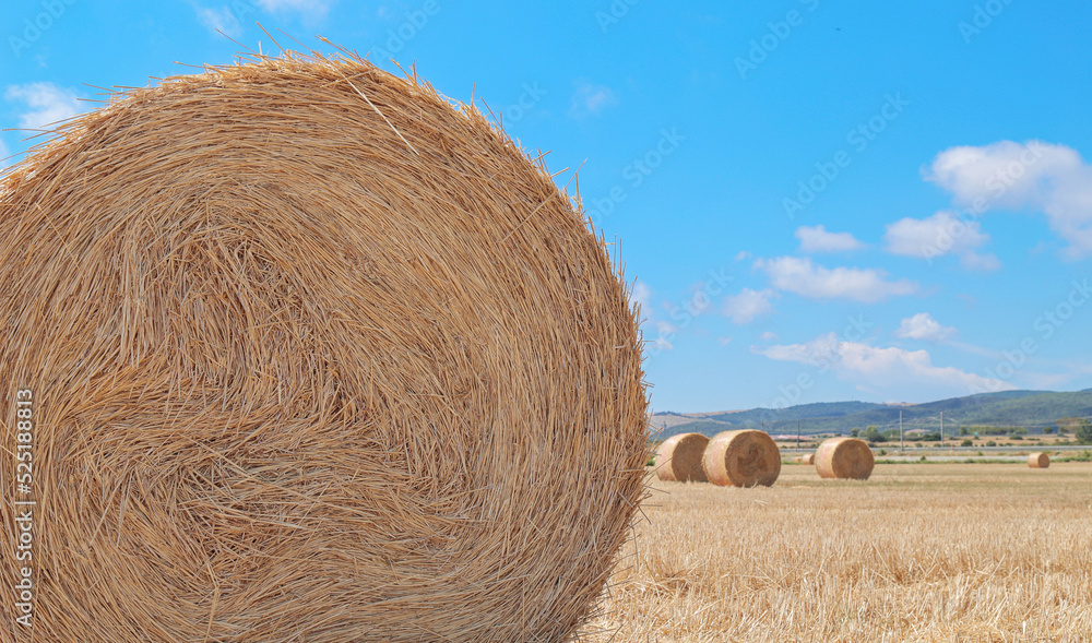 Haystacks in the field after harvest. Dry straw on haystack field. Haystacks on agriculture field. Haystack harvesting Haystacks in the field after harvest. Dry straw on haystack field. Haystacks on agriculture field. Haystack harvesting