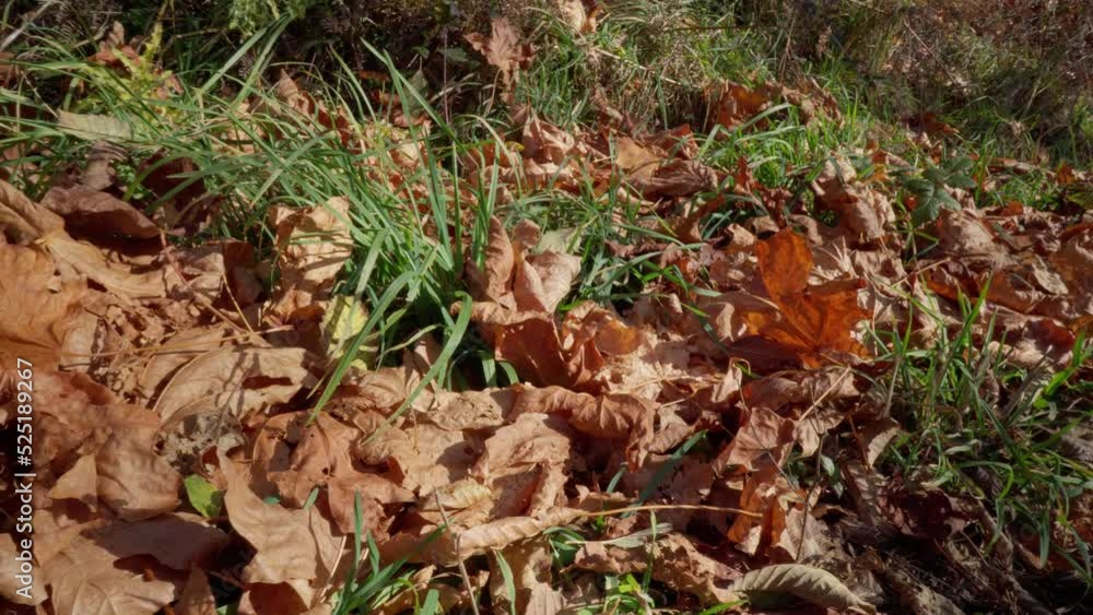 Grass between golden brown Leaves on the ground at Fall in November in the forest. Slider left to right. Pan. Grass between golden brown Leaves on the ground at Fall in November in the forest. Slider left to right. Pan.