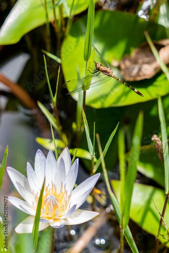 insecto en pleno vuelo  photo