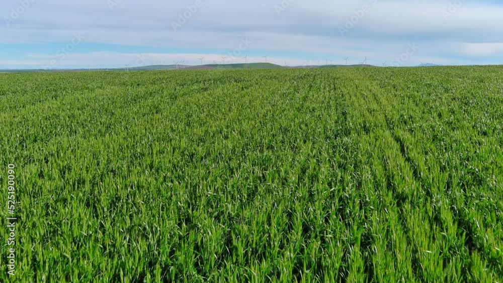 Green fields of wheat rich with green color Green fields of wheat rich with green color