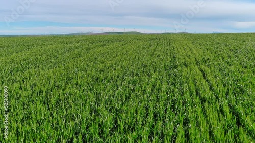 Green fields of wheat rich with green color