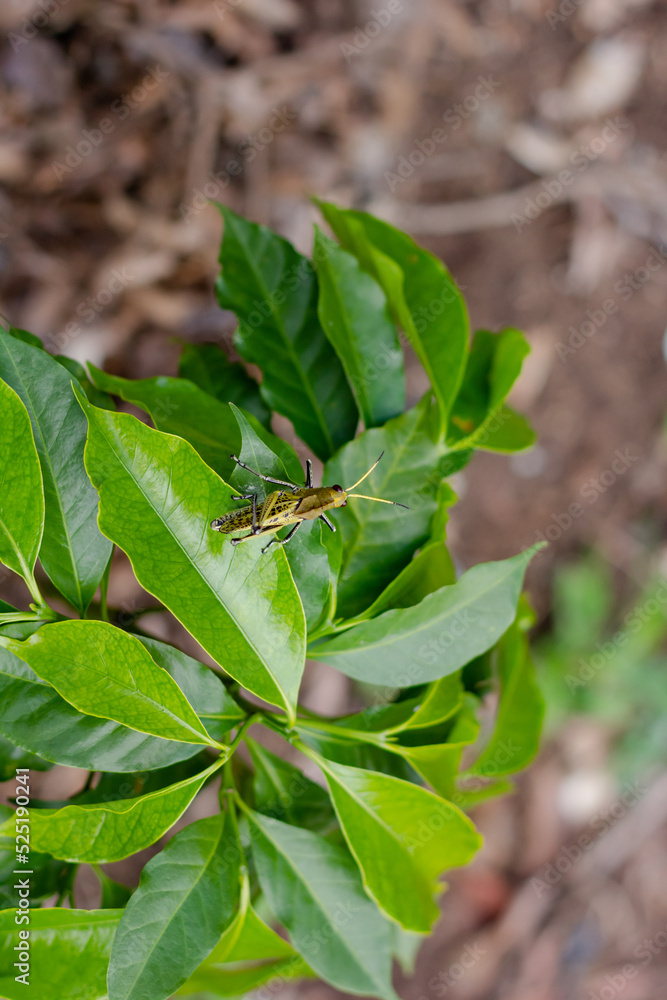 grasshoppers on green leaves in a developing coffee plantation, green leaves out of focus with ground in the background. México, Xalapa grasshoppers on green leaves in a developing coffee plantation, green leaves out of focus with ground in the background. México, Xalapa