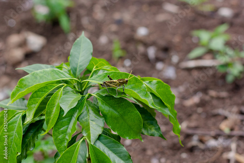 grasshoppers on green leaves in a developing coffee plantation, green leaves out of focus with ground in the background. México, Xalapa