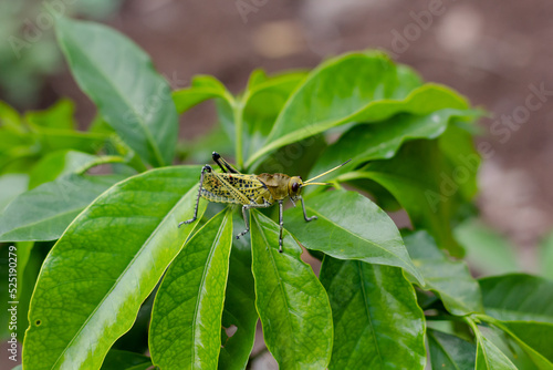 grasshoppers on green leaves in a developing coffee plantation with ground in the background. Xalapa, Veracruz. México
