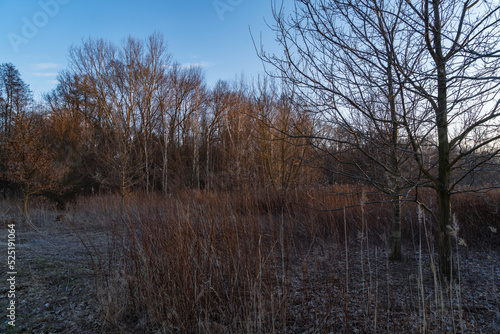 Wallpaper Mural landscape view the background bare branches of trees bare branches of bushes dry grass the photo was taken in the evening at sunset in late Torontodigital.ca