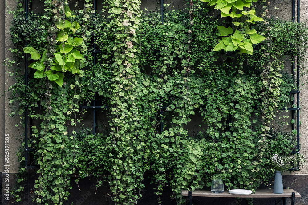 The texture of the green wall. Beautiful green wall with flowers and plants. Background from plants and foliage. Potted plants hanging on the wall