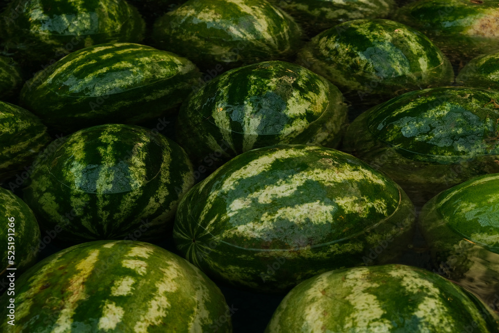 Whole green watermelons float on the surface of water. Close-up, selective focus. Ripe watermelons are washed in water before being sold or eaten Whole green watermelons float on the surface of water. Close-up, selective focus. Ripe watermelons are washed in water before being sold or eaten
