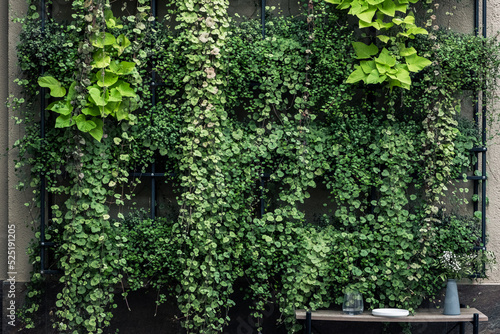 The texture of the green wall. Beautiful green wall with flowers and plants. Background from plants and foliage. Potted plants hanging on the wall