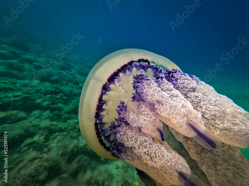 Underwater closeup photo of a large jellyfish 