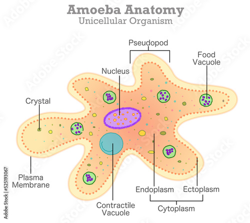 Amoeba anatomy. Unicellular organism, example. Yellow, orange proteus transparency structure, diagram. Endoplasm, cytoplasm, pseudopodia, nucleus, food, contractile, vacuole. Vector illustration
