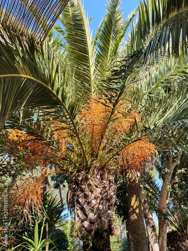 beautiful canary island date palm photo