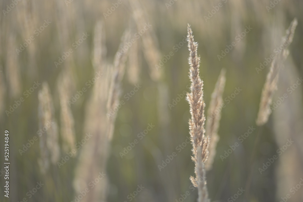 spikelets of cereal wheat field cereals field summer ears vertical photography flowers against the background of mallow ukraine beautiful poster background photo out of focus in high quality blue sky spikelets of cereal wheat field cereals field summer ears vertical photography flowers against the background of mallow ukraine beautiful poster background photo out of focus in high quality blue sky