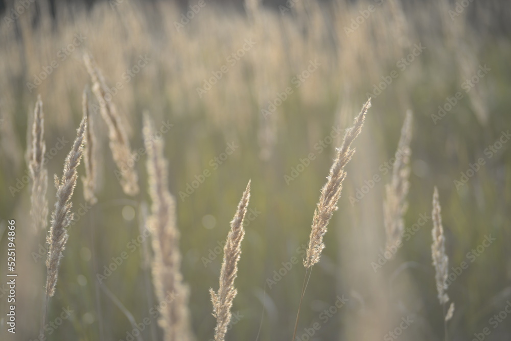 spikelets of cereal wheat field cereals field summer ears vertical photography flowers against the background of mallow ukraine beautiful poster background photo out of focus in high quality blue sky spikelets of cereal wheat field cereals field summer ears vertical photography flowers against the background of mallow ukraine beautiful poster background photo out of focus in high quality blue sky