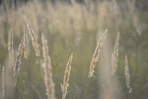 spikelets of cereal wheat field cereals field summer ears vertical photography flowers against the background of mallow ukraine beautiful poster background photo out of focus in high quality blue sky 