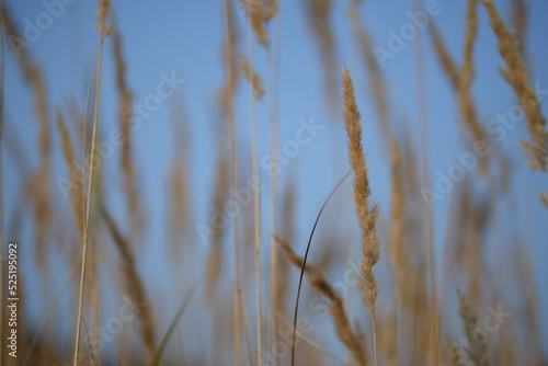 spikelets of cereal wheat field cereals field summer ears vertical photography flowers against the background of mallow ukraine beautiful poster background photo out of focus in high quality blue sky 