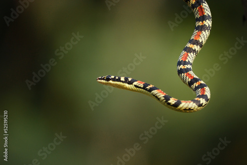 Portrait of Oriental Flying Snake