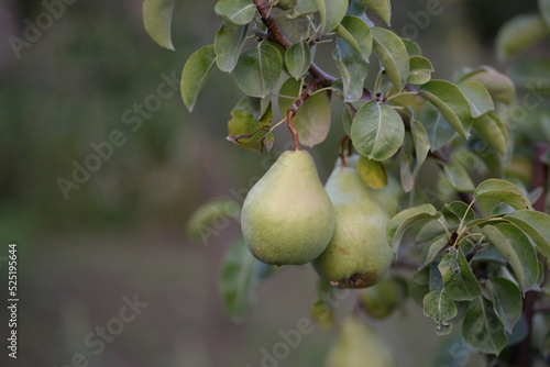 natural ripe pears close-up, Bera summer pear cultivar, fruits of pear tree, green harvest, ripe fruits, pears growing on a tree, pears in the garden, fruits in the garden