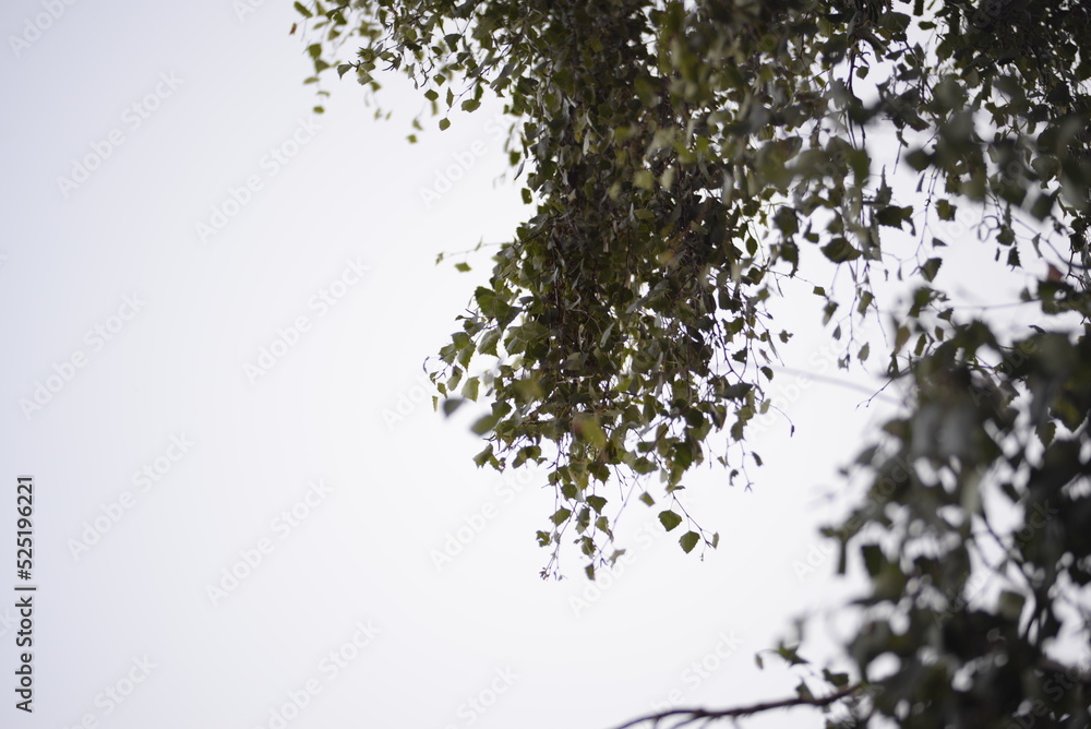 green birch leaves close-up, birch branches, bright bokeh, blurred abstract background against the sky green birch leaves close-up, birch branches, bright bokeh, blurred abstract background against the sky