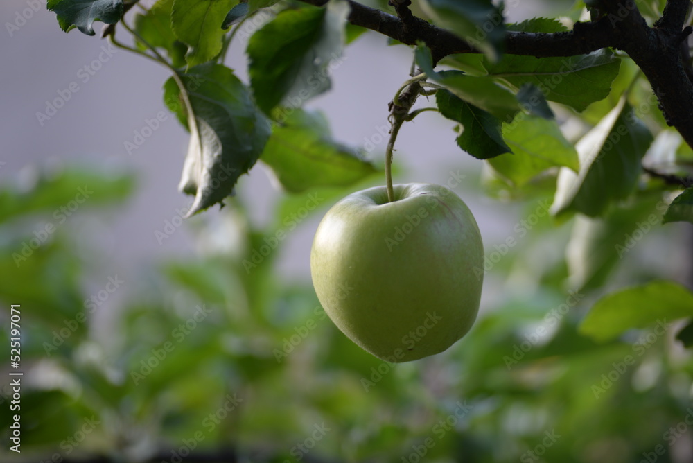 Ripe apples close-up, apples on a branch, fruit harvest in the garden