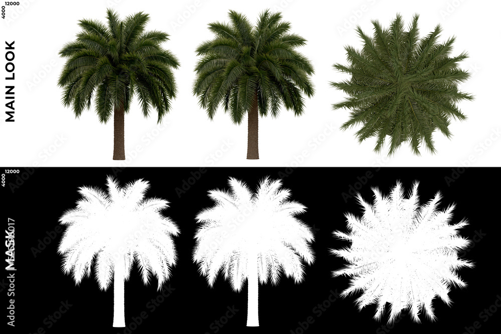 3D Rendering of Tropical Trees (Caribbean and beach) with alpha mask to cutout and PNG editing. Vegetation for Nature Compositing 3D Rendering of Tropical Trees (Caribbean and beach) with alpha mask to cutout and PNG editing. Vegetation for Nature Compositing