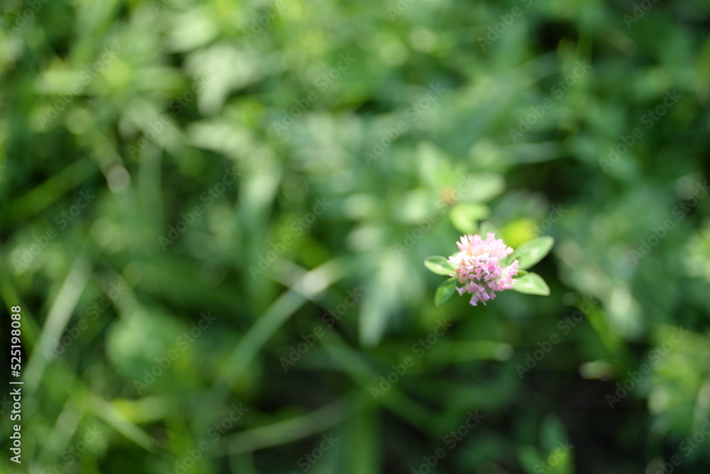 clover flowers, pink clover flowers on a green background, vibrant natural background clover flowers, pink clover flowers on a green background, vibrant natural background