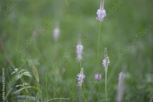 green background with pale pink flowers, pale pink flowers of plantain broadleaf, beautiful sunny background, green background, grass, meadow, gradient, closeup, pink stamens, purple pistils, 