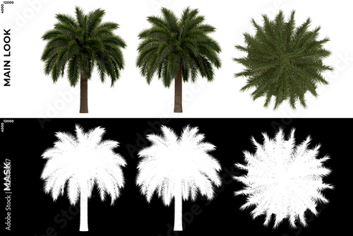 3D Rendering of Tropical Trees  Caribbean and beach  with alpha mask to cutout and PNG editing. Vegetation for Nature Compositing