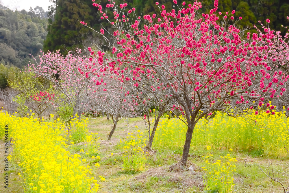 Fototapeta premium 満開の紅桃と菜の花 触田「花ももの里」 