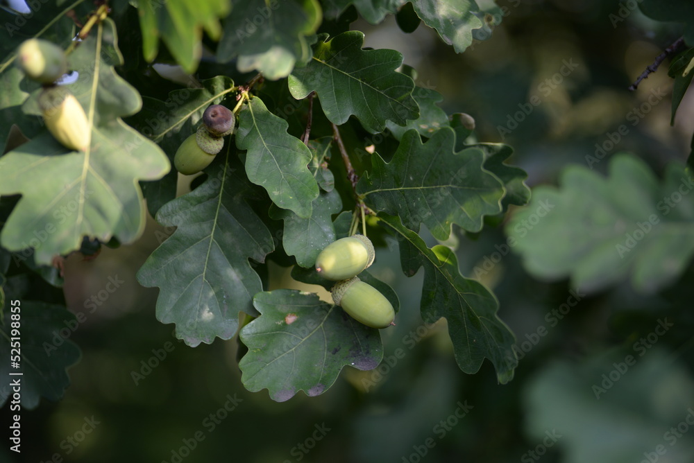 Fototapeta premium oak leaves, close-up, green, acorns, green background, bright bokeh, blurred, abstract, background, tree, nature, leaf, fruit, plant, food, leaves, branch, garden, summer, agriculture, yellow, acorn, 