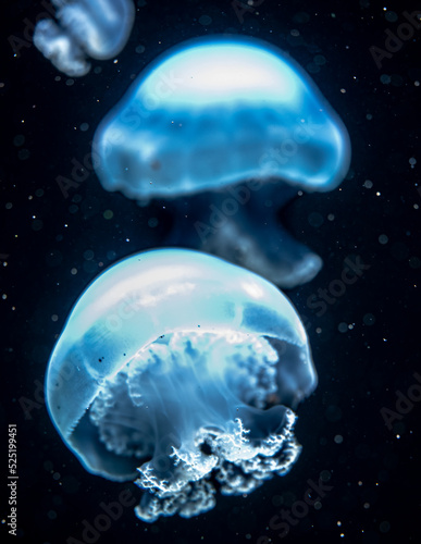 Floating Cannonball Jellyfish (Stomolophus meleagris) © Hanjo Hellmann