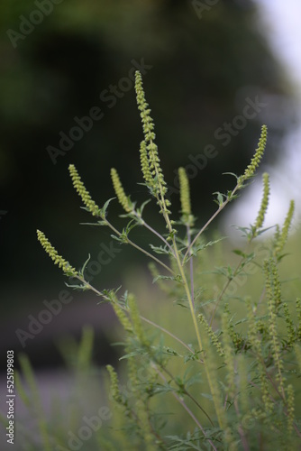green branches of ragweed  flowers that cause allergies  allergen  blooming ragweed