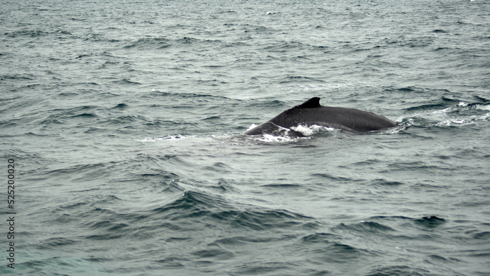 Fototapeta premium Dorsal fin of a humpback whale (Megaptera novaeangliae) in Machalilla National Park, off the coast of Puerto Lopez, Ecuador