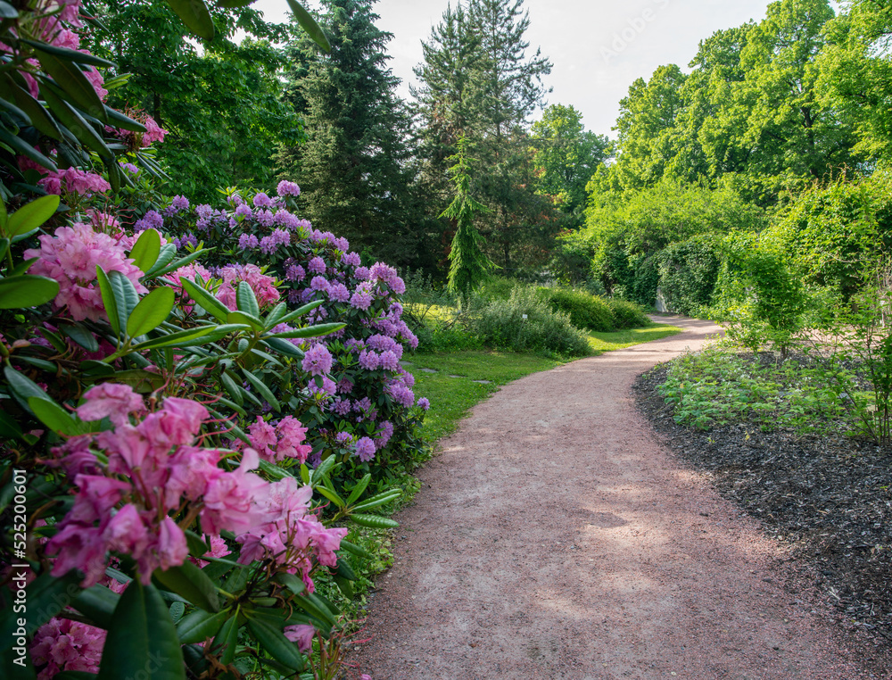 An earth path and arhododendron blossoms of pink in the Kaisaniemi Botanical Garden in Helsinki