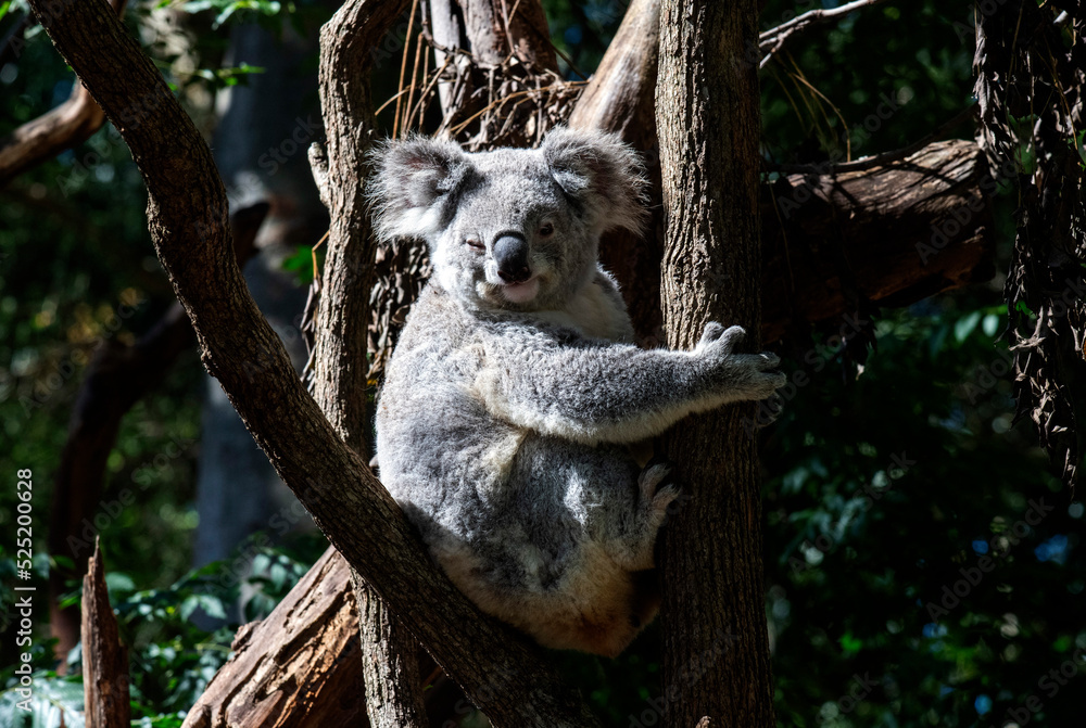 Obraz premium Koala ( Phascolarctos cinereus)