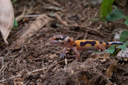 leopard gecko playing in the garden. orange leopard gecko. domesticated reptile.