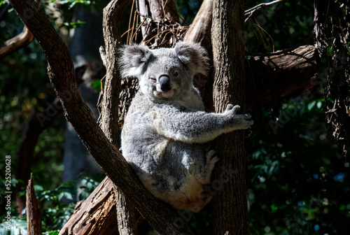 Koala   Phascolarctos cinereus 