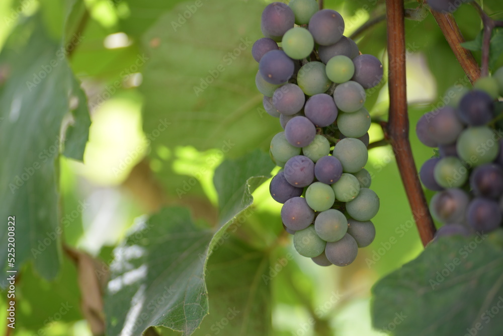 green blue grapes on a branch close-up