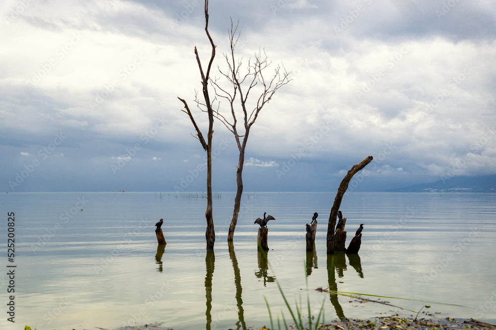 herons / birds standing on dry trees coming out of the lagoon of chapala
