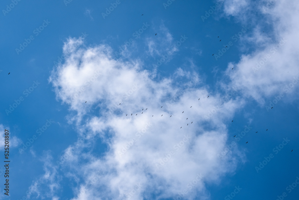 flock of storks migrating in the sky flock of storks migrating in the sky