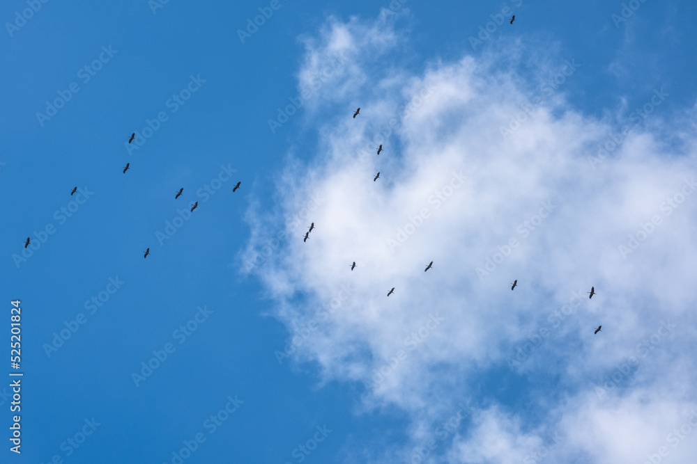 flock of storks migrating in the sky flock of storks migrating in the sky