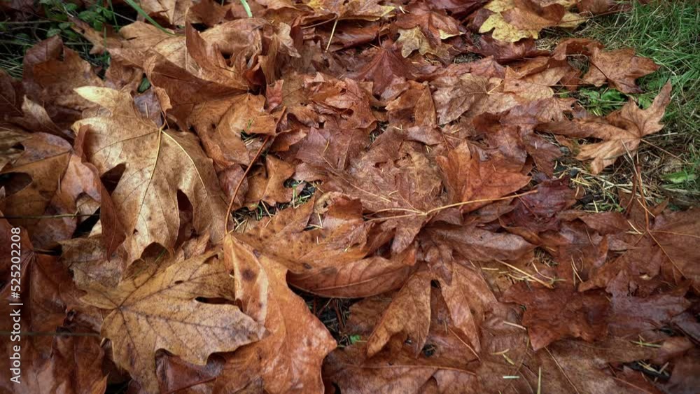 Big brown Leaves on the ground at Fall in November in the forest. Tracking. Big brown Leaves on the ground at Fall in November in the forest. Tracking.