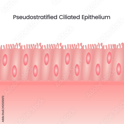 Pseudostratified Ciliated Epithelium science background vector