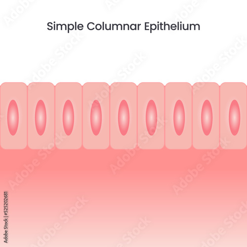 Simple Columnar Epithelium vector illustration background photo