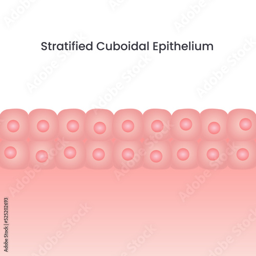 Stratified cuboidal epithelium cell vector background illustration